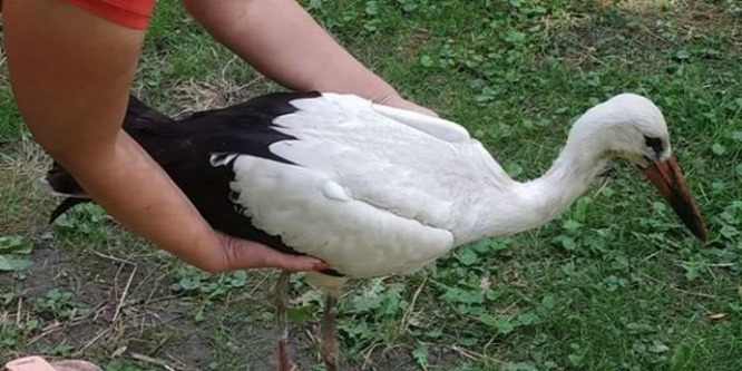 Fuldokló gólyát mentett ki egy horgász egy tóból Békés megyében