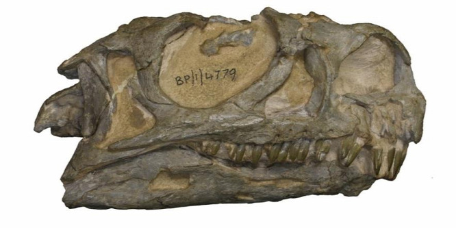 Új dinoszauruszfajhoz tartozik egy 40 éve talált fosszília