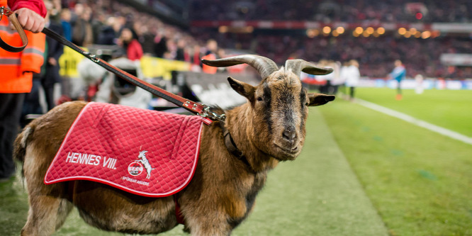 Kölni kecskecsere ötvenezer őrült futballszurkoló előtt