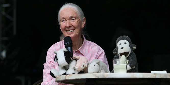 Az idei Sziget fesztivál egyik legértékesebb eladója Jane Goodall volt