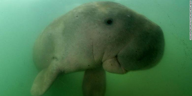 Néhány napon belül már a második fiatal dugong pusztult el Thaiföldön