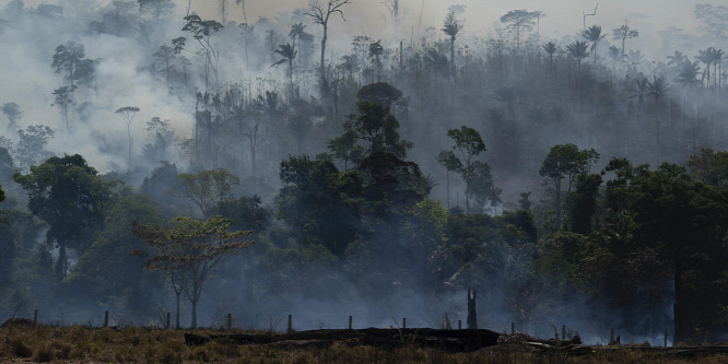 Az erdőtüzek ellenére megmarad az Amazonas-medence legmagasabb fája