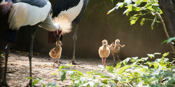 Koronásdaru-fiókák keltek ki a Nyíregyházi Állatparkban