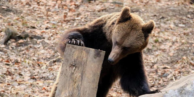 Amikor a medve támad, akkor már csak az Isten segíthet