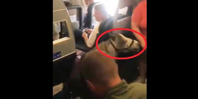 Nicsak, milyen állatot vittek fel a repülőre – videó