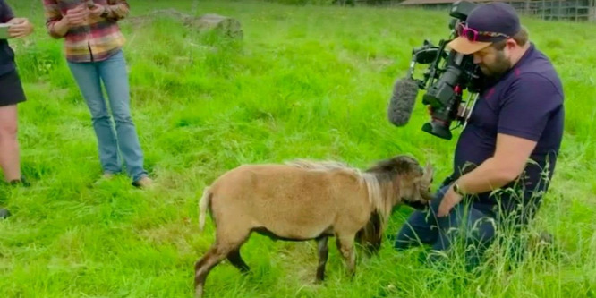 Dühös birka támadt az operatőrre - videó