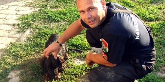 Macskakergetés közben kútba esett kutyát mentettek Kölkeden
