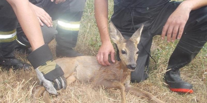 Csatornába esett őzgidát mentettek a tűzoltók