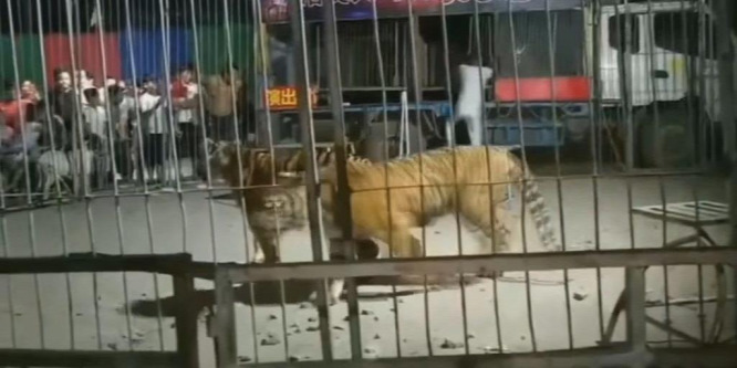 Kiugrott a cirkuszi tigris az iskolások közé – videó