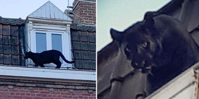 Fekete párduc mászkált egy francia város háztetőin - videó