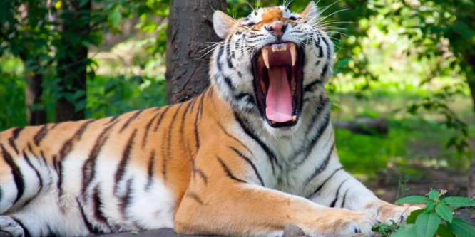 A látogatók szeme láttára tépte szét gondozóját a szibériai tigris