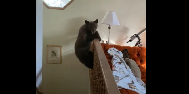 Medvecsalád tört be egy házba - videó