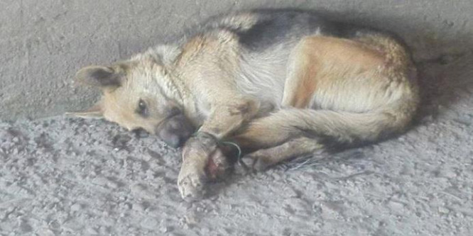 Brutálisan szabadultak meg egy kutyától, összekötözték a lábait és a száját