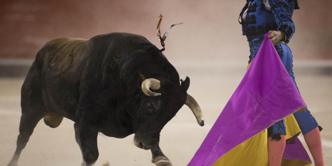 Életveszélyben van a matador, akit combon szúrt a bika- Videó