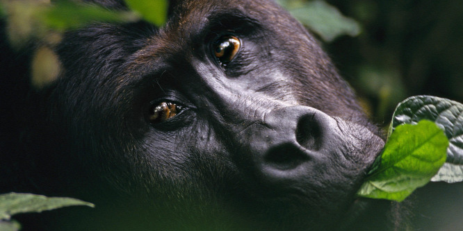 Kiderült, hogy a gorilláknak köszönhetjük a gyilkos maláriát