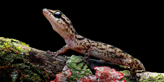 Két újabb gyíkfajt fedeztek fel a Galápagos-szigeteken