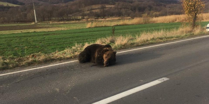 A medvegázolás nem megfelelő kezelése miatt leváltják Hargita megye prefektusát