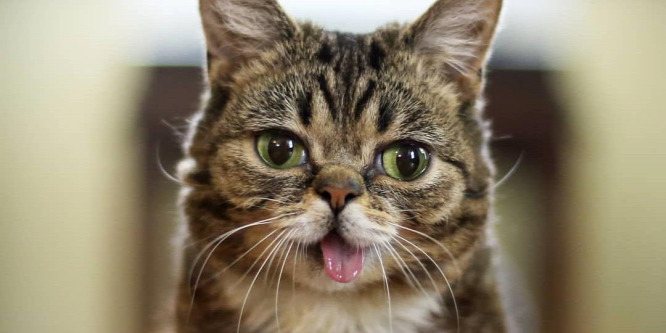 Elpusztult a világ egyik legismertebb macskája, Lil BUB
