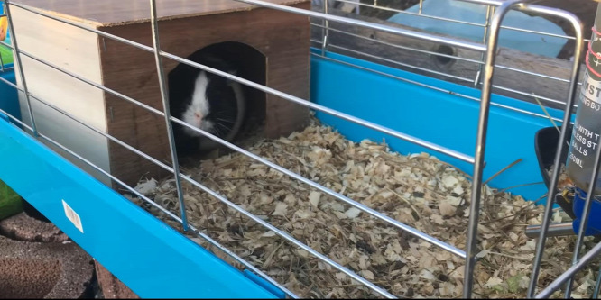 Tengerimalacokat mentettek a tűzoltók a lángoló házból - videó