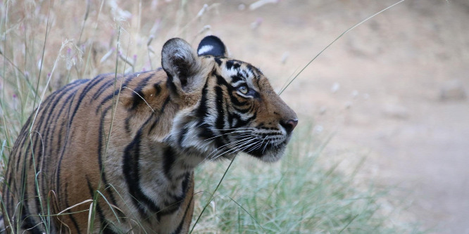 Tigris kóborol egy amerikai városban