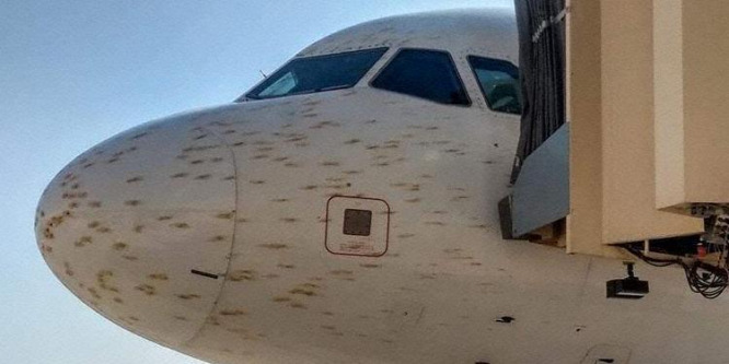 Sáskarajjal ütközött az Airbus