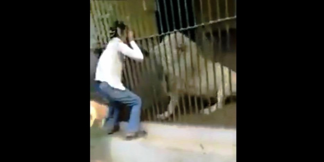 Elkapta a gondozó kezét a fehér oroszlán – videó