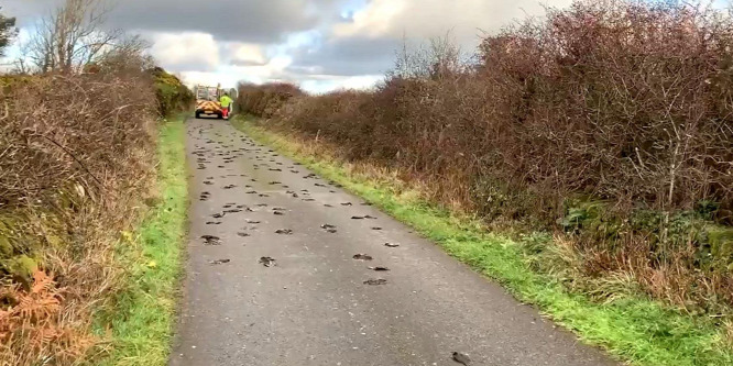 Véres madártetemek százaira bukkantak egy walesi városban - videó