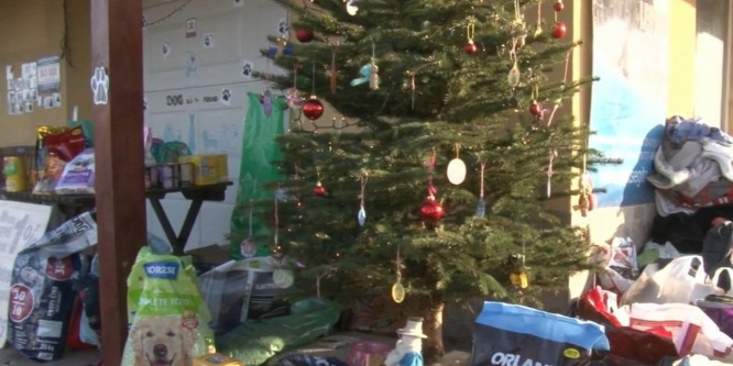 A menhelyi kutyák is kaptak karácsonyi ajándékot - Videó