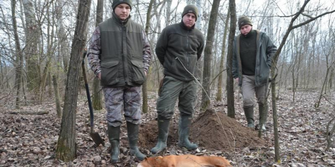 Sakál ölt meg egy magyar vizslát Dorozsmán