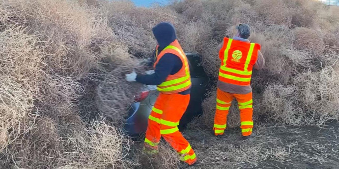 Órákra megbénította a forgalmat egy gyomnövény