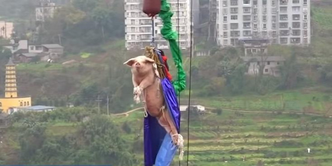 70 méteres bungee jumping toronyból dobtak ki egy malacot - videó