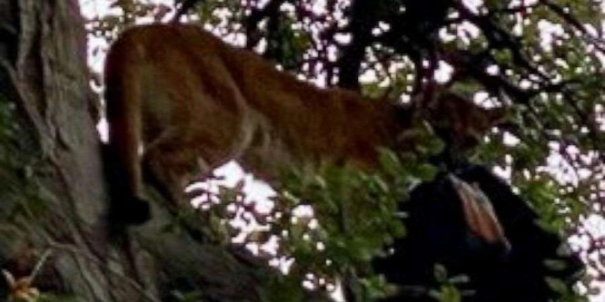Nyakánál ragadt meg egy puma egy hároméves fiút egy kaliforniai parkban – videó