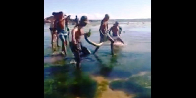 Óriáskígyót fogtak a strandolók – videó