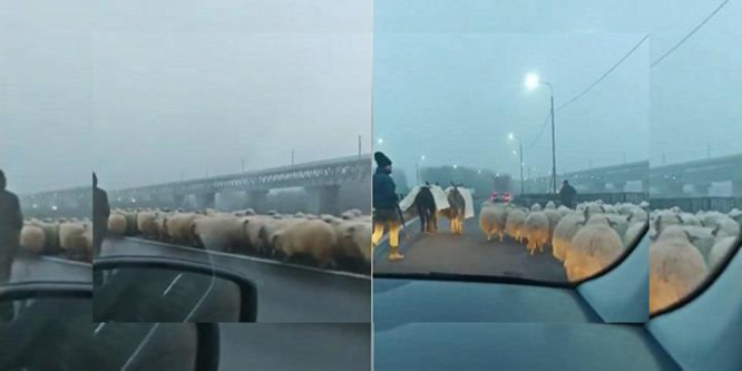 Szamarak és juhok százait terelte az autópályára egy román pásztor - videó