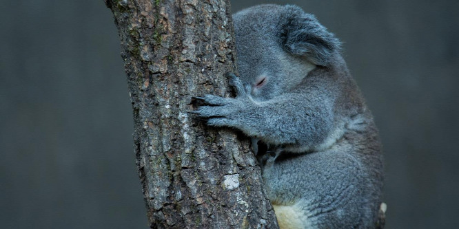 Ha meghallod a koala hangját, átértékeled a cukiságát - Videó