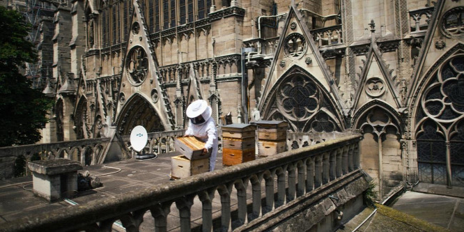 Újra teljesen egészségesek a párizsi Notre Dame méhkolóniái