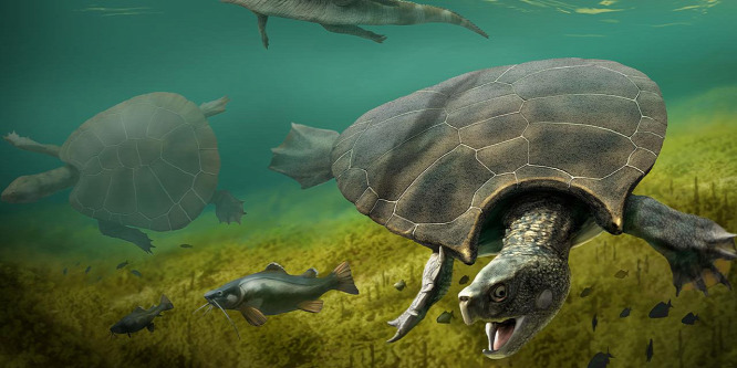 A világ legnagyobb teknős fosszíliáját fedezték fel Dél-Amerikában