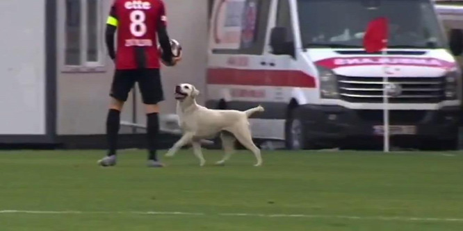 Focibolond kutya volt a főszereplő a bajnoki meccsen - videó
