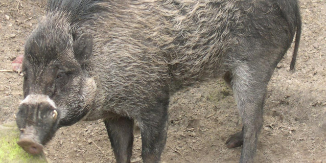 Tenyészteni kezdik a kihalófélben lévő cebu szigeti disznót