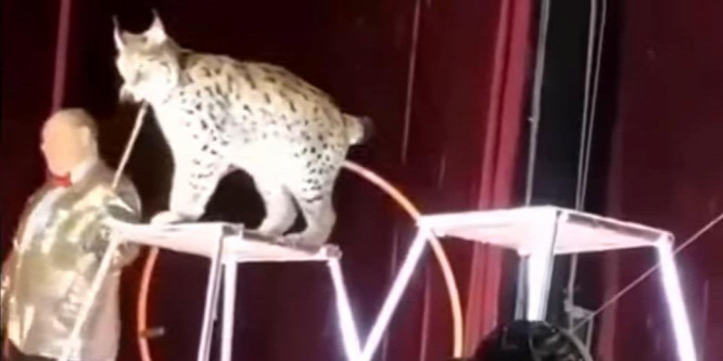 Idomárjára támadt egy hiúz – videó
