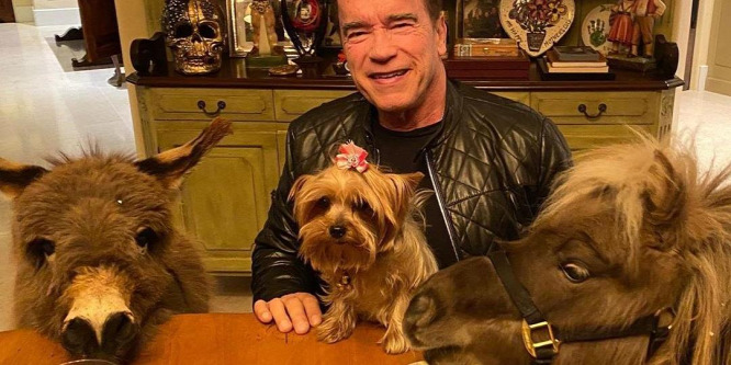 Arnold Schwarzenegger egy élő szamárral kondizik együtt - Videó
