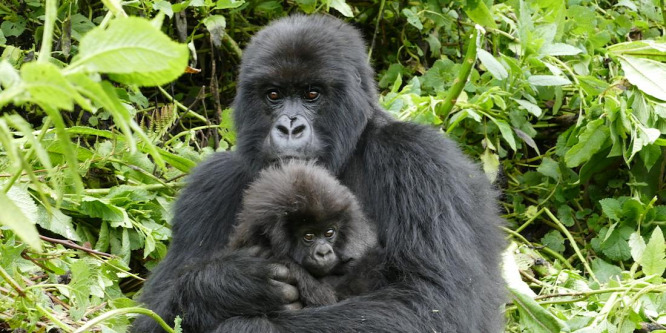 Az elmúlt 40 évben megötszörözdött a hegyi gorillák populációja