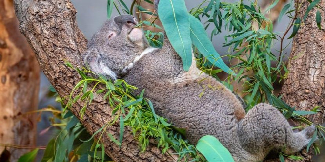 Újabb hím koala pusztult el a zürichi állatkertben