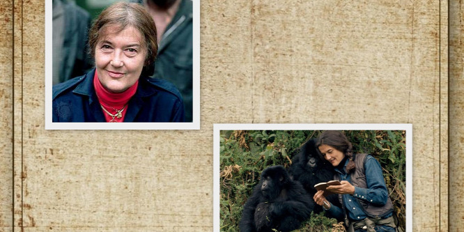 Egy nő, aki meghalni sem félt a gorillákért: Dian Fossey