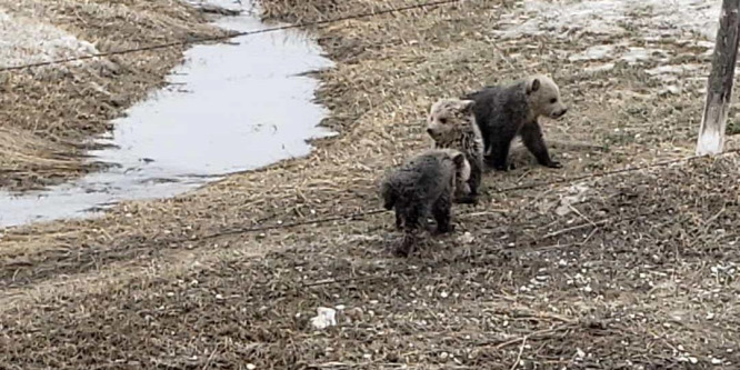 Három elárvult grizzlybocsot mentettek meg Észak-Amerikában