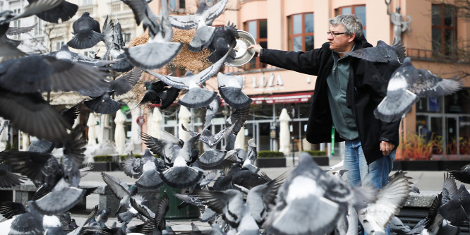 Hoppá! 110 éves galambpostára bukkantak, ez volt benne