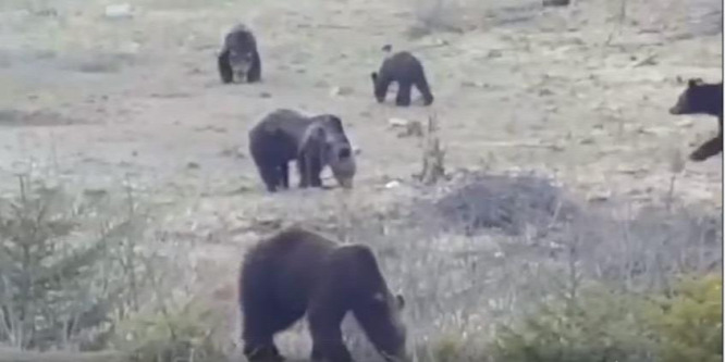 Rengeteg medve bújt elő Hargita megyében - videó