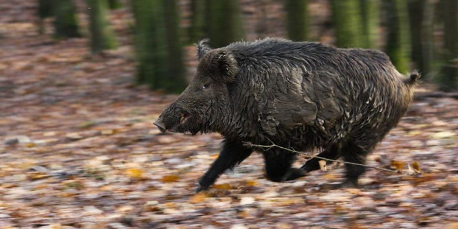 Az életéért küzdött a n, akit megtámadott egy vadkan