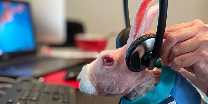 Egy génhibás nyuszi az Instagram legújabb sztárja - Fotó