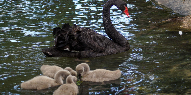 Pihés hattyúfiókák a Budapesti Állatkertben